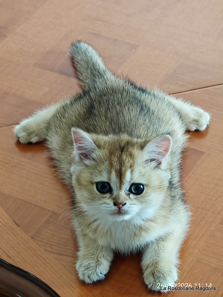 Brownie